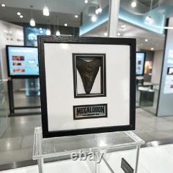 Framed 3-5/8 Megalodon Shark Tooth Fossil Polished NC Diver Find
