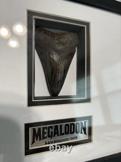 Framed 3-5/8 Megalodon Shark Tooth Fossil Polished NC Diver Find