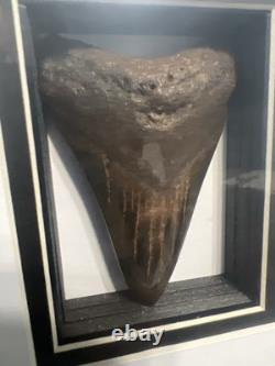 Framed 3-5/8 Megalodon Shark Tooth Fossil Polished NC Diver Find