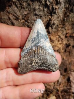 Frosty Colored 2 1/8 Megalodon Shark Tooth Teeth Fossil Ice Age Venice Beach