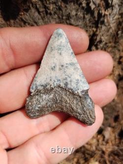 Frosty Colored 2 1/8 Megalodon Shark Tooth Teeth Fossil Ice Age Venice Beach