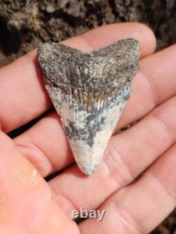 Frosty Colored 2 1/8 Megalodon Shark Tooth Teeth Fossil Ice Age Venice Beach