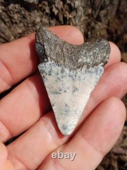 Frosty Colored 2 1/8 Megalodon Shark Tooth Teeth Fossil Ice Age Venice Beach