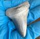 Gem Bone Valley Megalodon Shark Tooth Fossil, 2.43-inch, No Restorations