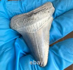 GEM Bone Valley Megalodon Shark Tooth Fossil, 2.43-Inch, No Restorations