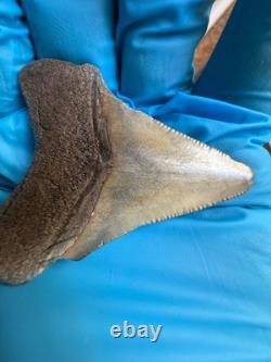 GEM Bone Valley Megalodon Shark Tooth Fossil, 2.43-Inch, No Restorations