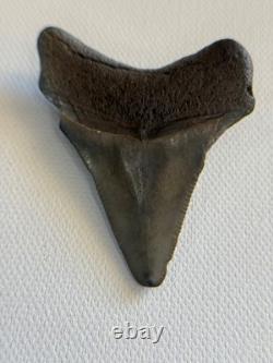 GEM Bone Valley Megalodon Shark Tooth Fossil, 2.43-Inch, No Restorations