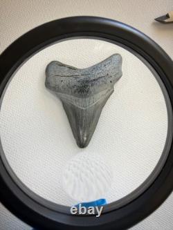 GEM Bone Valley Megalodon Shark Tooth Fossil, 2.43-Inch, No Restorations