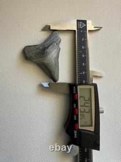 GEM Bone Valley Megalodon Shark Tooth Fossil, 2.43-Inch, No Restorations