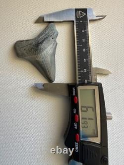 GEM Bone Valley Megalodon Shark Tooth Fossil, 2.43-Inch, No Restorations