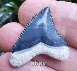 GEM Juvenile Bone Valley Chubutensis Shark Tooth Fossil Not Megalodon