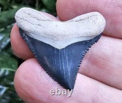 GEM Juvenile Bone Valley Chubutensis Shark Tooth Fossil Not Megalodon