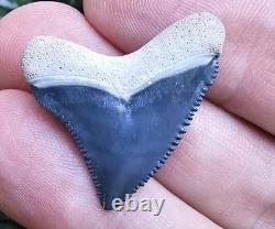 GEM Juvenile Bone Valley Chubutensis Shark Tooth Fossil Not Megalodon