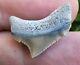 Gem Lee Creek Chubutensis Shark Tooth Fossil Megalodon Posterior