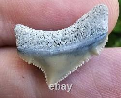 GEM Lee Creek Chubutensis Shark Tooth Fossil Megalodon Posterior