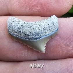 GEM Lee Creek Chubutensis Shark Tooth Fossil Megalodon Posterior