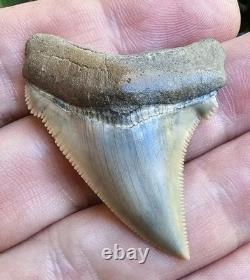 GEM Lee Creek Chubutensis Shark Tooth Fossil Not Megalodon
