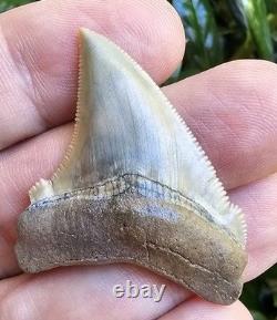 GEM Lee Creek Chubutensis Shark Tooth Fossil Not Megalodon