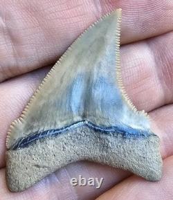 GEM Lee Creek Chubutensis Shark Tooth Fossil Not Megalodon