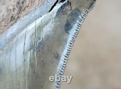 GEORGIA Super Serrated 5.56 Megalodon Shark Tooth Fossil