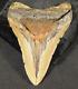 Giant! 100% Natural Megalodon Shark Tooth Fossil 165gr