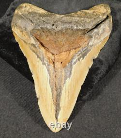 GIANT! 100% Natural MEGALODON Shark Tooth Fossil 165gr