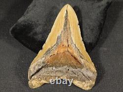 GIANT! 100% Natural MEGALODON Shark Tooth Fossil 165gr