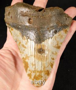 GIANT! 100% Natural MEGALODON Shark Tooth Fossil 232gr