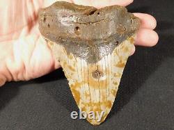GIANT! 100% Natural MEGALODON Shark Tooth Fossil 232gr