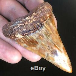 GIANT Mako Fossil Shark Tooth BAKERSFIELD Sharktooth Hill Megalodon Era