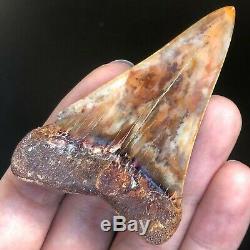 GIANT Mako Fossil Shark Tooth BAKERSFIELD Sharktooth Hill Megalodon Era