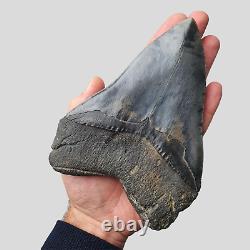 GIANT Megalodon Shark Tooth 6 INCH Miocene of South Carolina USA / NO RESERVE