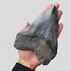 Giant Megalodon Shark Tooth 6 Inch Miocene Of South Carolina Usa / No Reserve