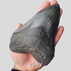 GIANT Megalodon Shark Tooth 6 INCH Miocene of South Carolina USA / NO RESERVE