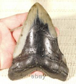 GIANT! Over FIVE Inch FOUR Million Year Old! MEGALODON Shark Tooth Fossil 316gr