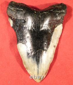 GIANT! Over FIVE Inch FOUR Million Year Old! MEGALODON Shark Tooth Fossil 316gr