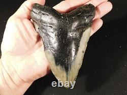 GIANT! Over FIVE Inch FOUR Million Year Old! MEGALODON Shark Tooth Fossil 316gr