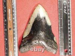 GIANT! Over FIVE Inch FOUR Million Year Old! MEGALODON Shark Tooth Fossil 316gr