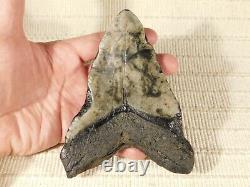 GIANT! Over FIVE Inch FOUR Million Year Old! MEGALODON Shark Tooth Fossil 316gr