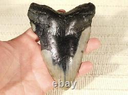 GIANT! Over FIVE Inch FOUR Million Year Old! MEGALODON Shark Tooth Fossil 316gr