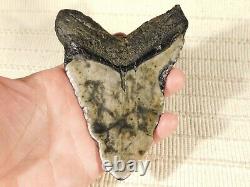 GIANT! Over FIVE Inch FOUR Million Year Old! MEGALODON Shark Tooth Fossil 316gr