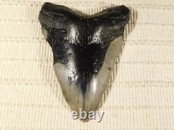 GIANT! Over FIVE Inch FOUR Million Year Old! MEGALODON Shark Tooth Fossil 316gr