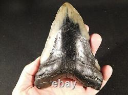 GIANT! Over FIVE Inch FOUR Million Year Old! MEGALODON Shark Tooth Fossil 316gr