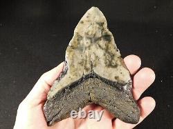 GIANT! Over FIVE Inch FOUR Million Year Old! MEGALODON Shark Tooth Fossil 316gr