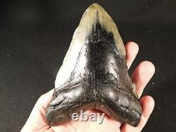 GIANT! Over FIVE Inch FOUR Million Year Old! MEGALODON Shark Tooth Fossil 316gr