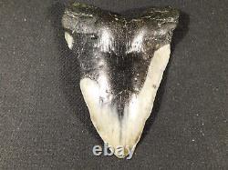 GIANT! Over FIVE Inch FOUR Million Year Old! MEGALODON Shark Tooth Fossil 316gr