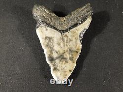 GIANT! Over FIVE Inch FOUR Million Year Old! MEGALODON Shark Tooth Fossil 316gr