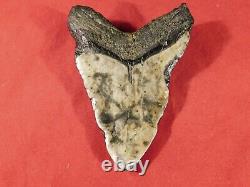 GIANT! Over FIVE Inch FOUR Million Year Old! MEGALODON Shark Tooth Fossil 316gr