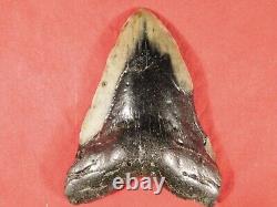 GIANT! Over FIVE Inch FOUR Million Year Old! MEGALODON Shark Tooth Fossil 316gr