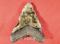 GIANT! Over FIVE Inch FOUR Million Year Old! MEGALODON Shark Tooth Fossil 316gr